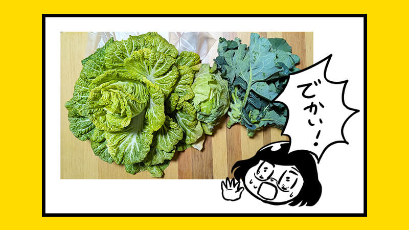 野菜